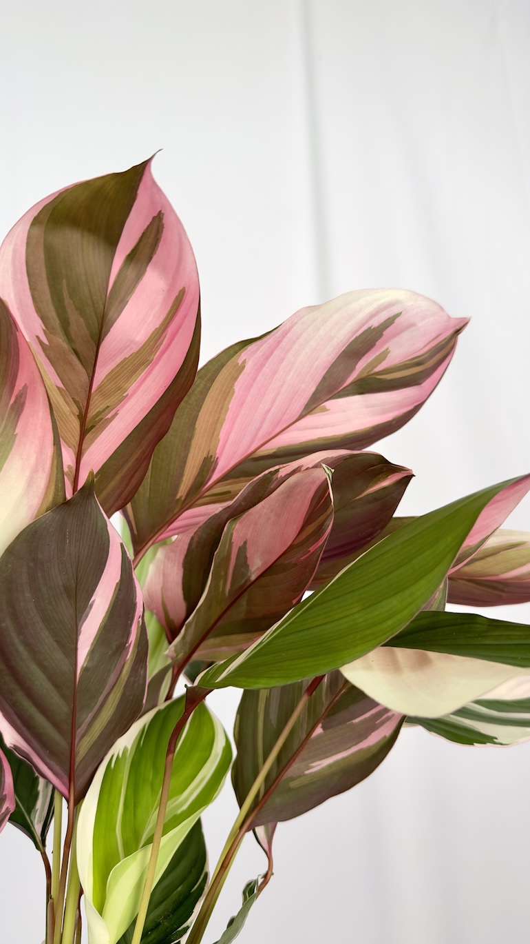 Calathea Princess Dahlia