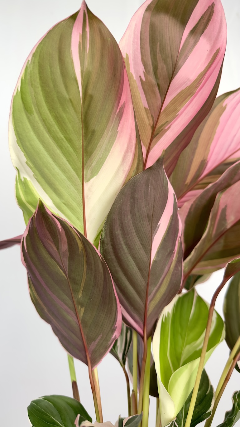 Calathea Princess Dahlia