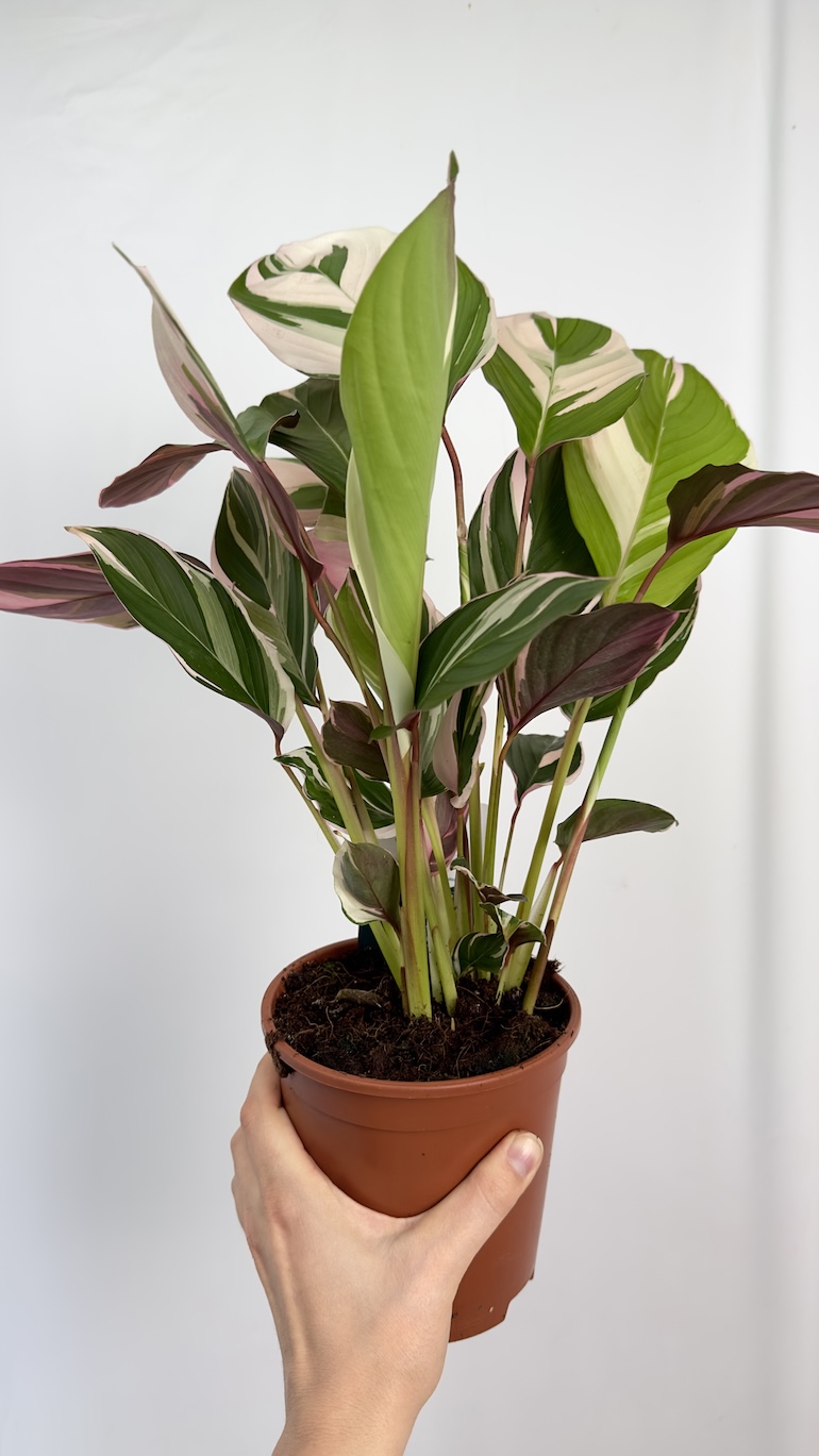 Calathea Princess Dahlia