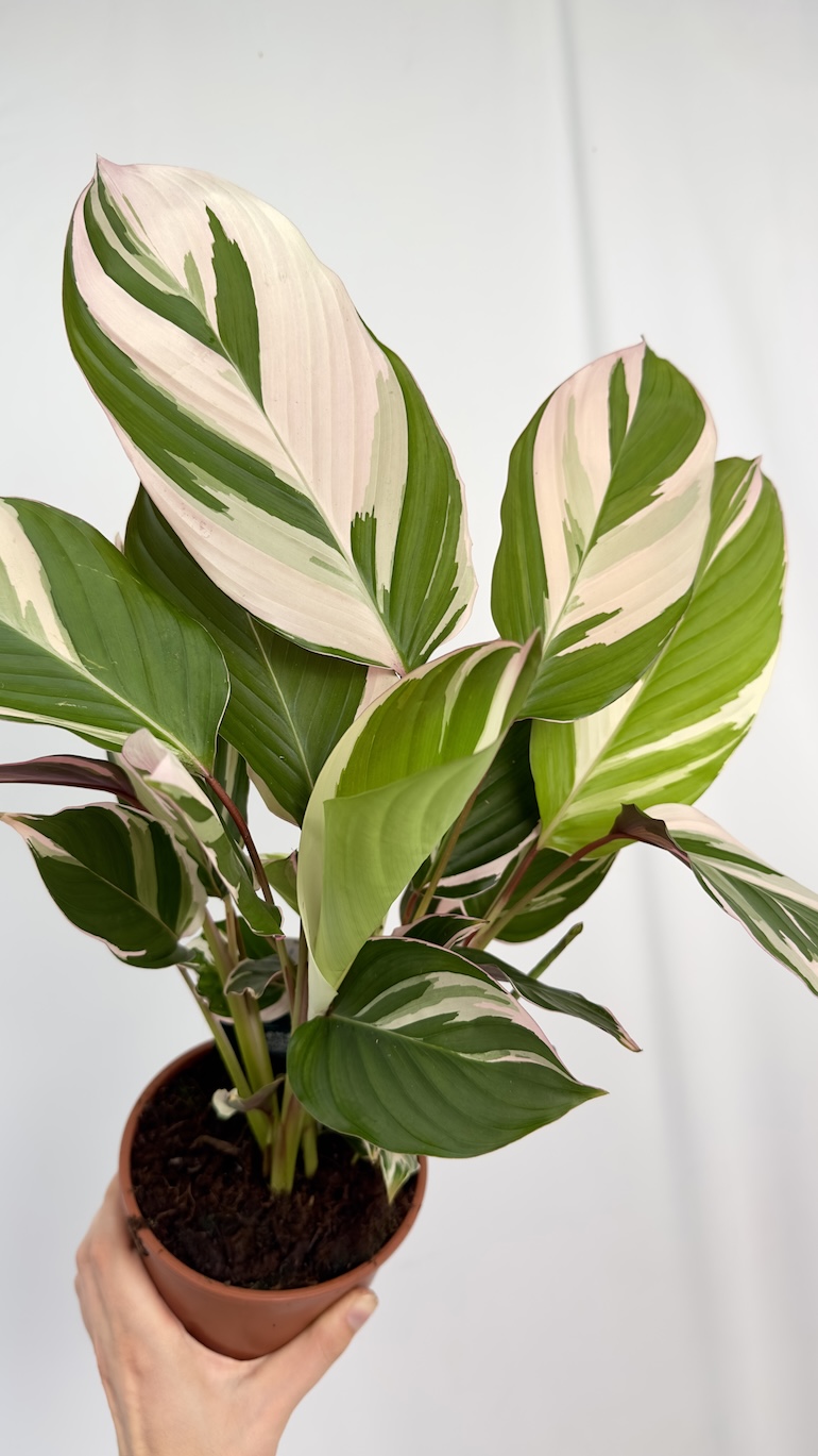 Calathea Princess Dahlia