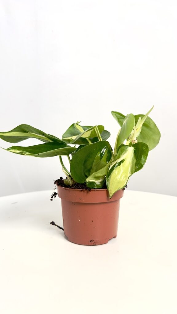 Philodendron Cream Splash