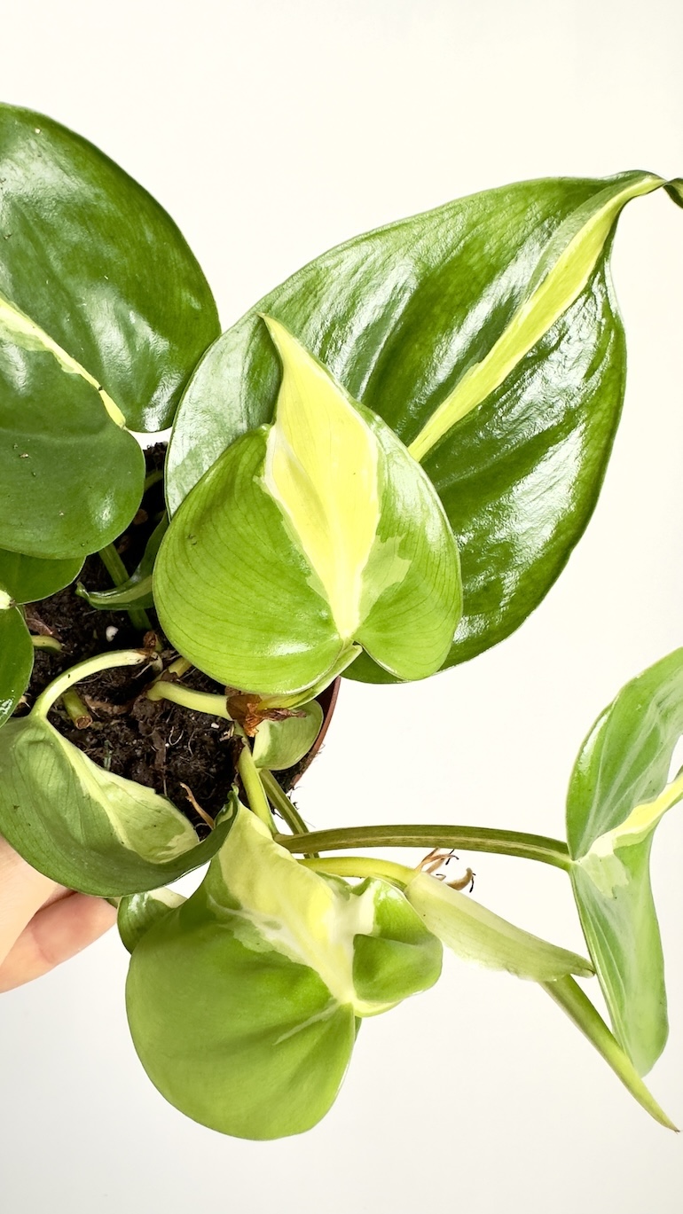 Philodendron Cream Splash