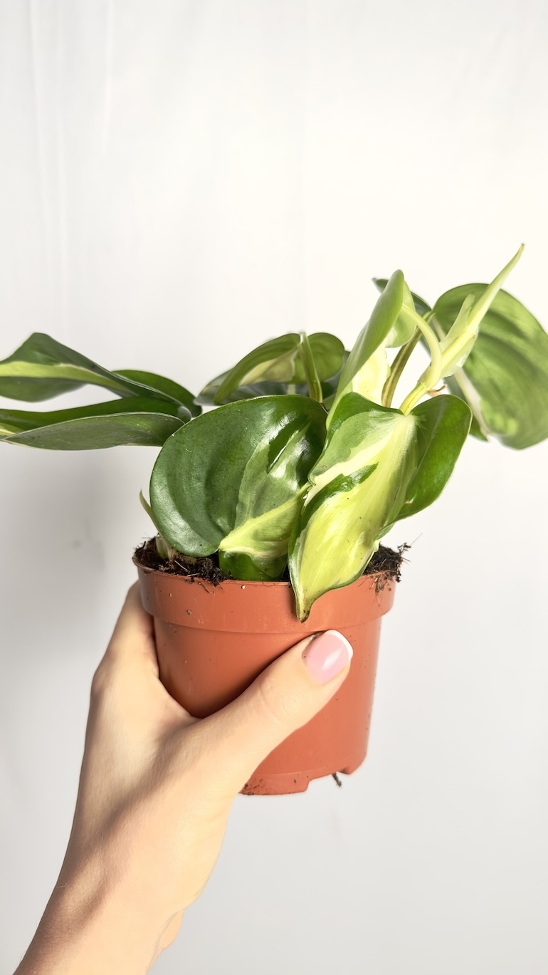 Philodendron Cream Splash