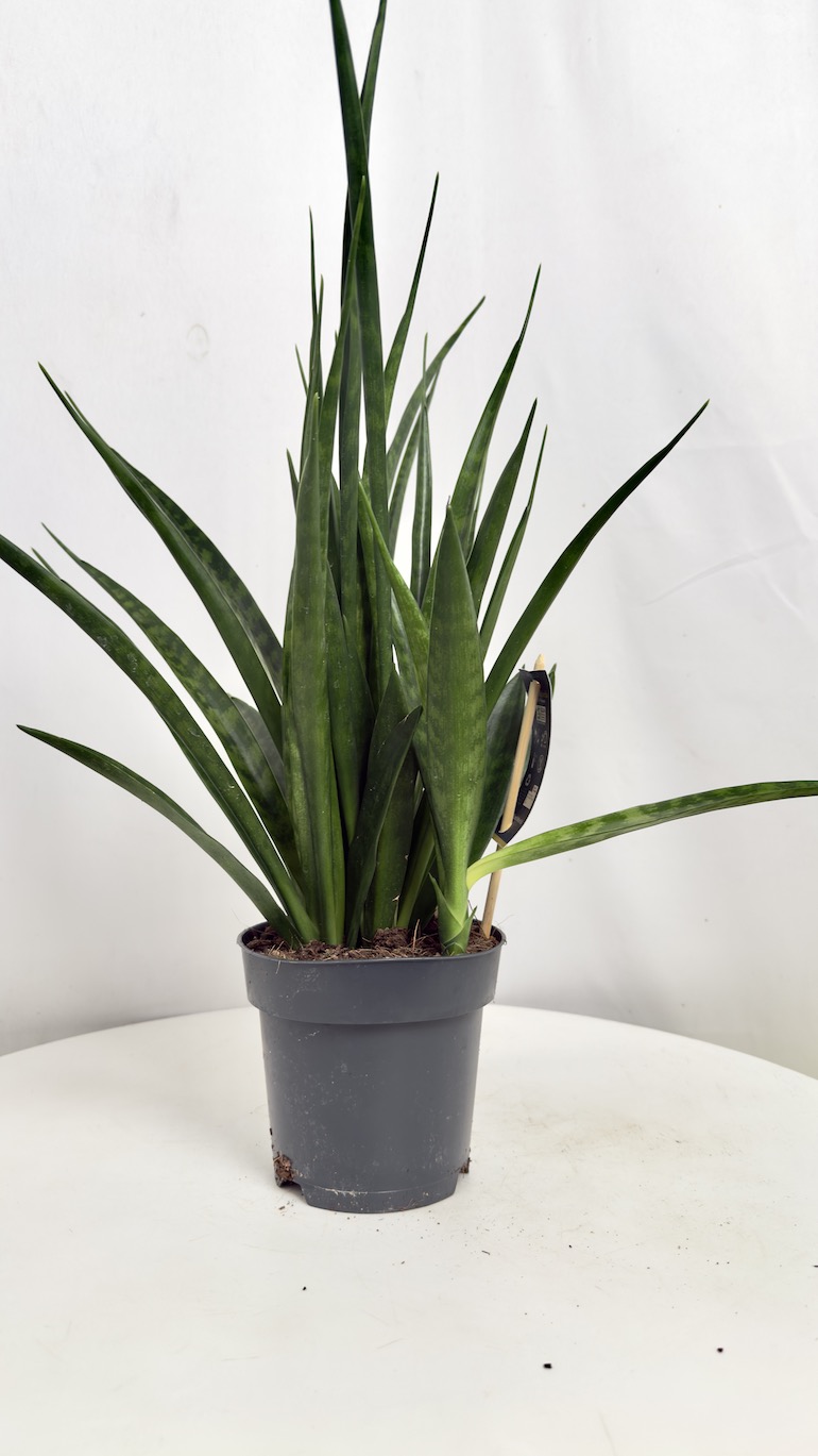 Sansevieria kirkii Friends