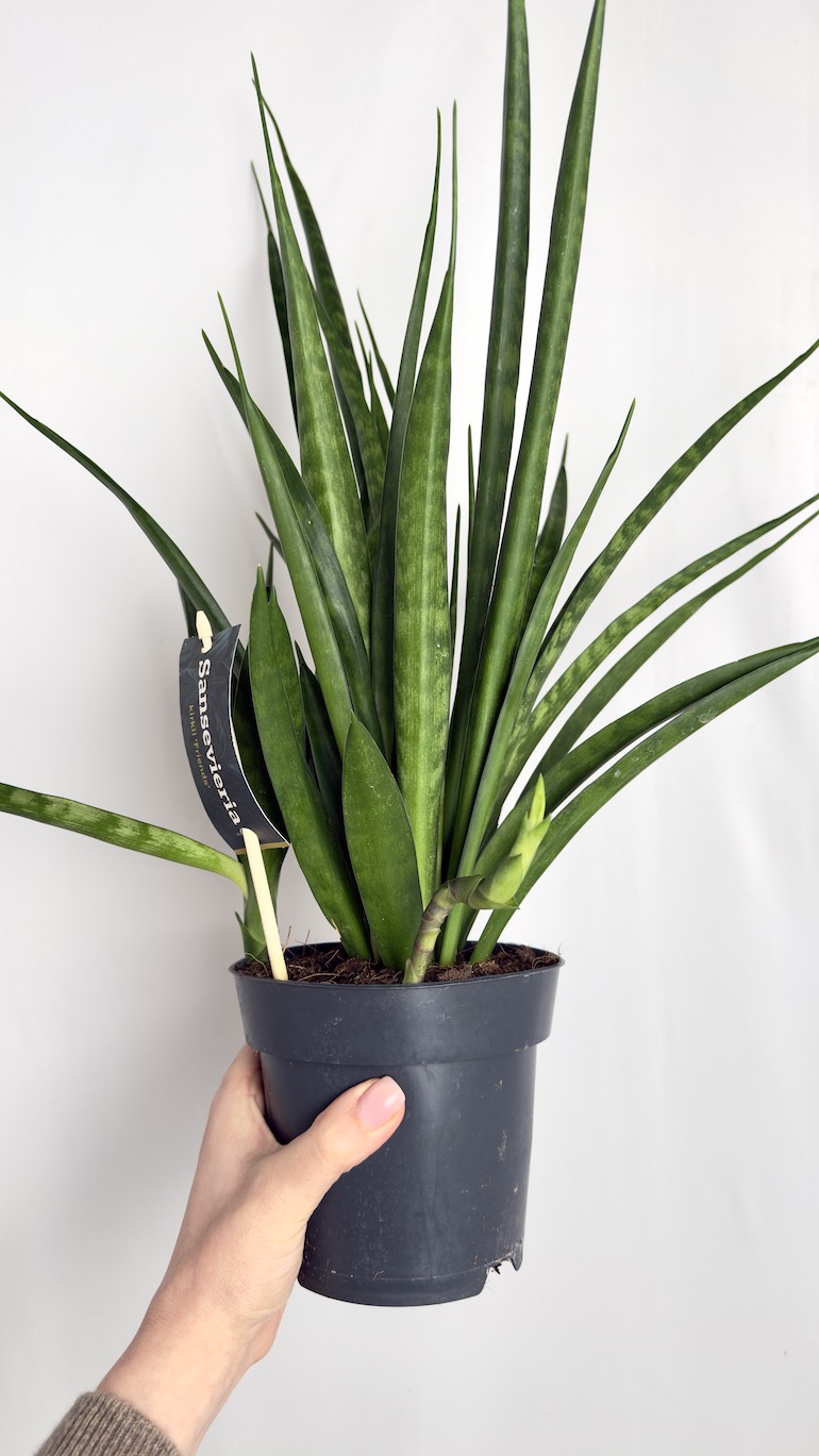 Sansevieria kirkii Friends