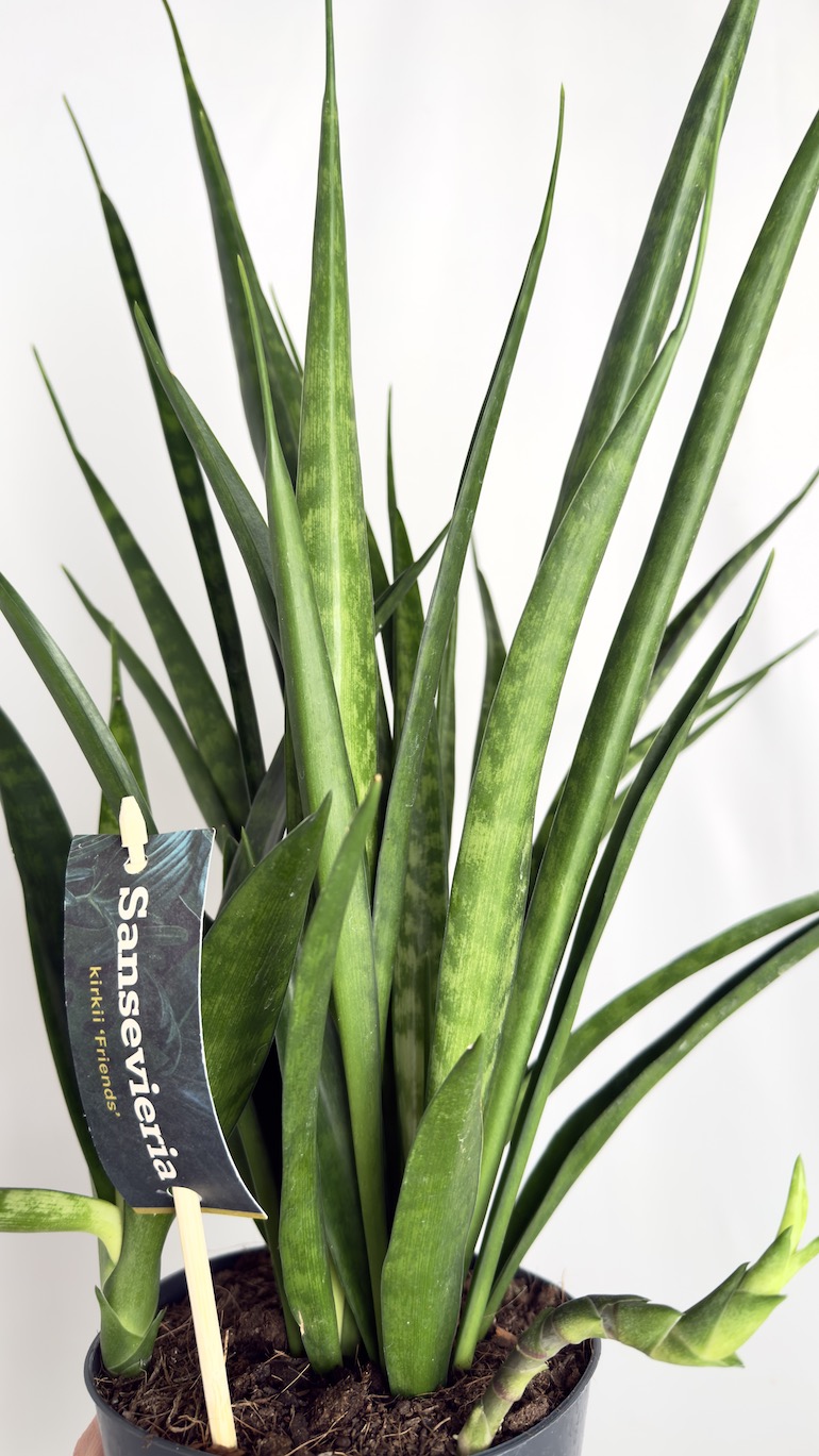 Sansevieria kirkii Friends