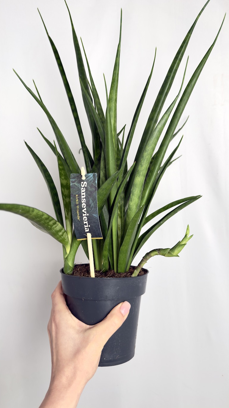 Sansevieria kirkii Friends
