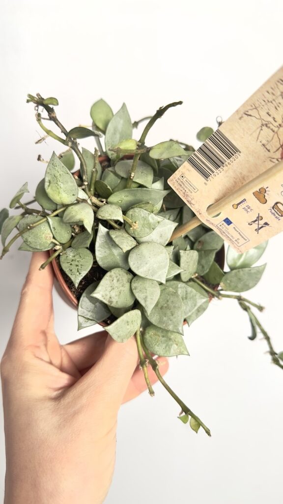 Hoya Eskimo