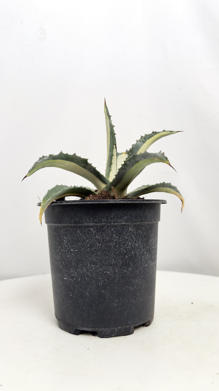 Agave Mediopicta Alba