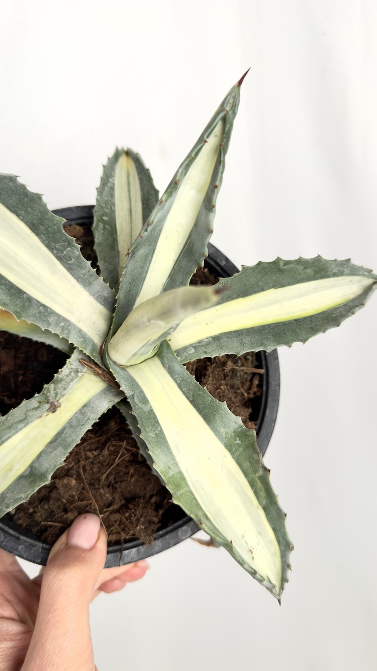 Agave Mediopicta Alba
