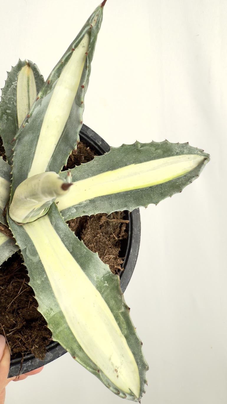 Agave Mediopicta Alba