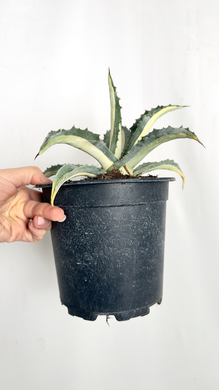 Agave Mediopicta Alba
