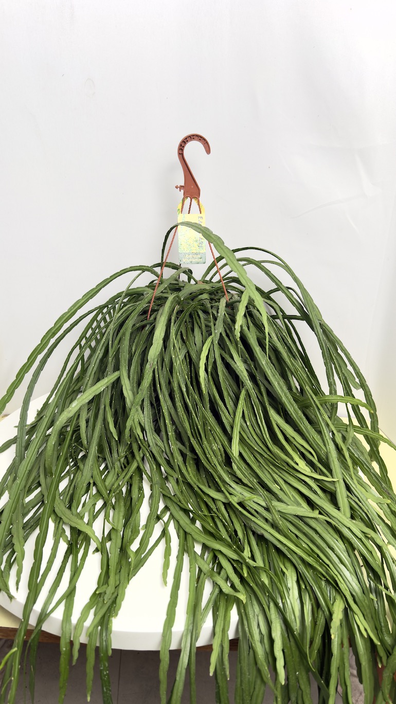 Lepismium Bolivianum