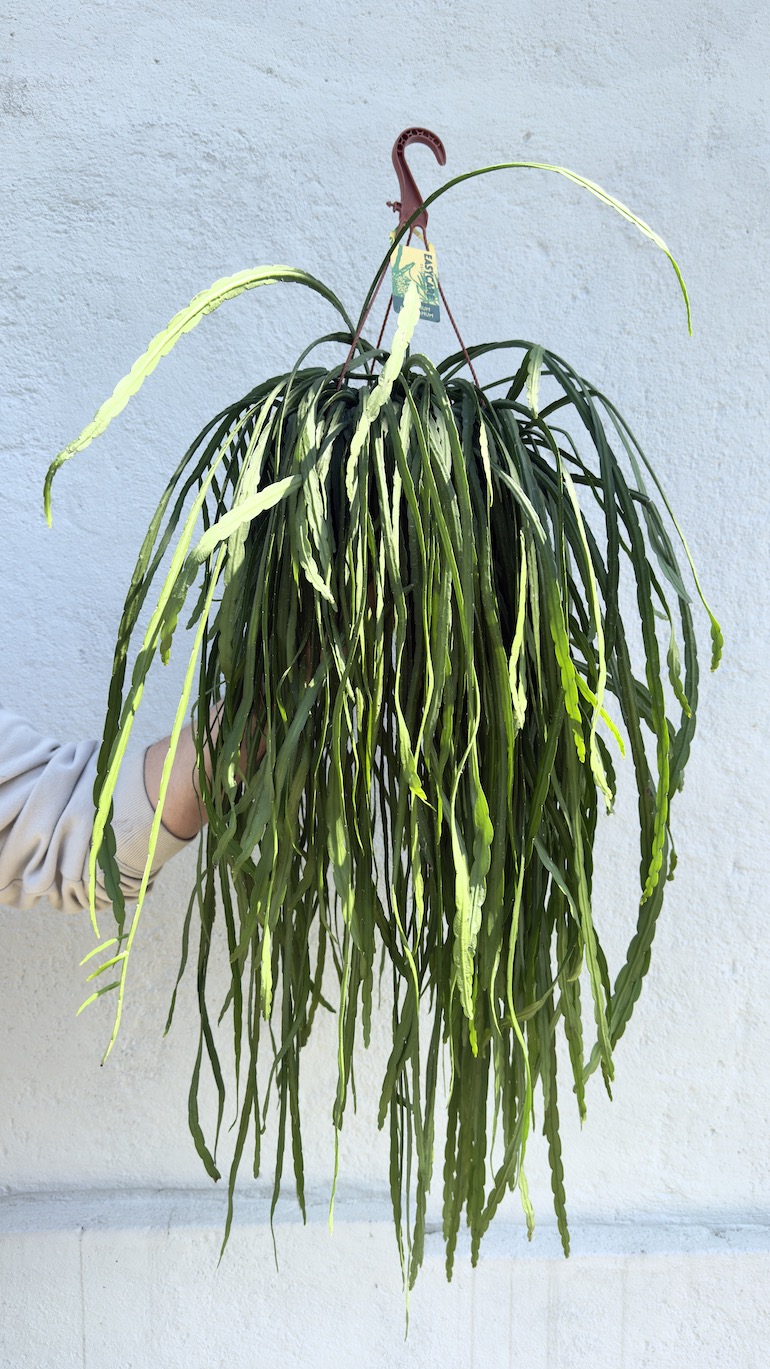 Lepismium Bolivianum