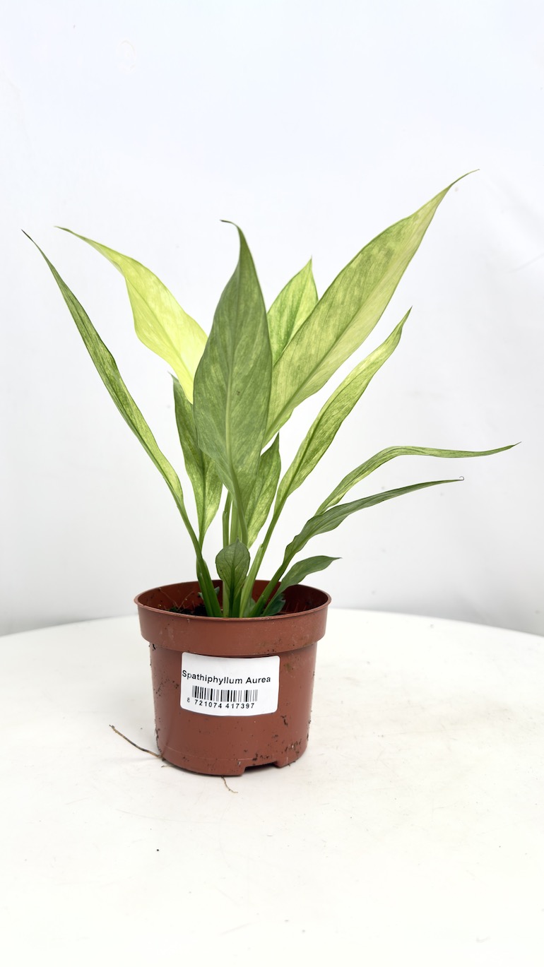 Spathiphyllum Aurea