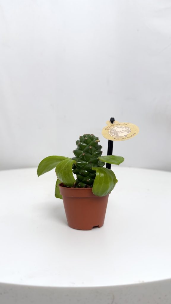 Euphorbia Ritchiei
