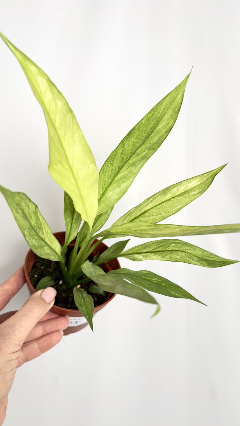 Spathiphyllum Aurea