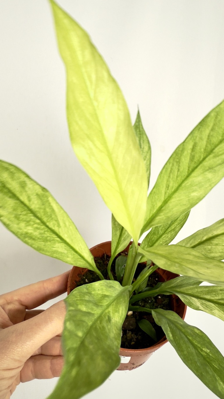 Spathiphyllum Aurea