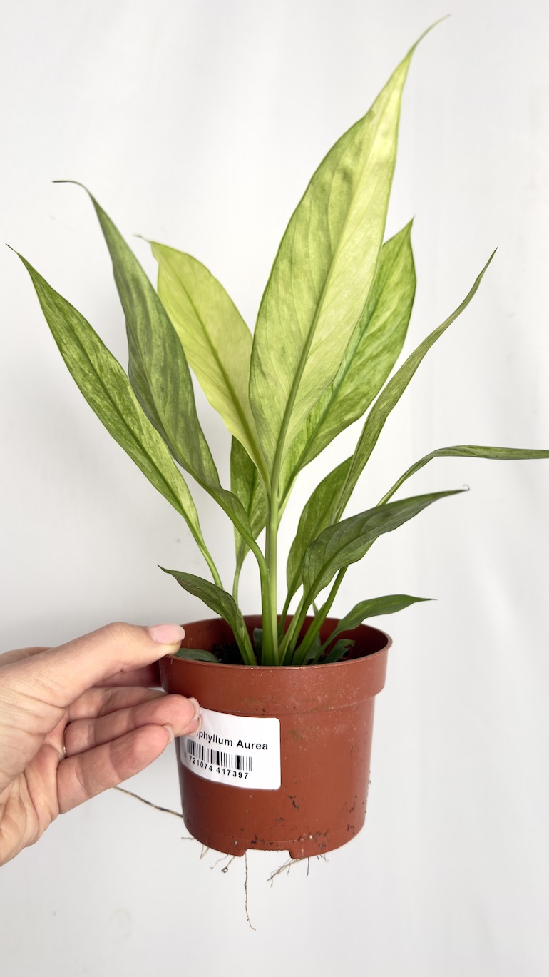 Spathiphyllum Aurea