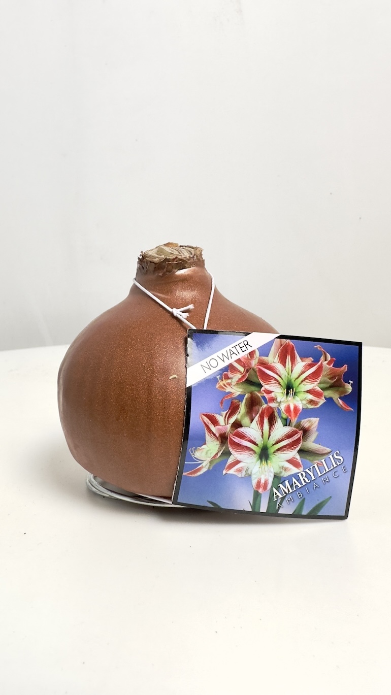 Amarylis Ambiance
