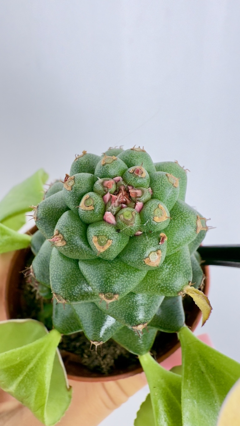 Euphorbia Ritchiei