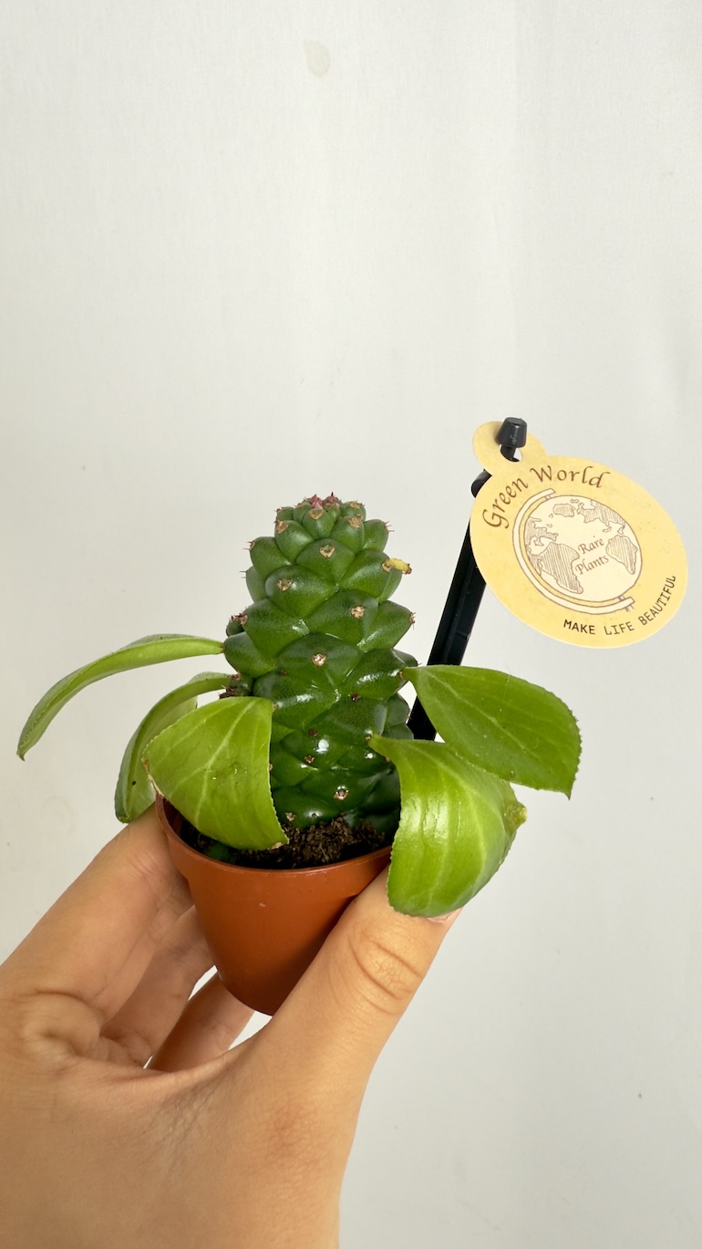 Euphorbia Ritchiei