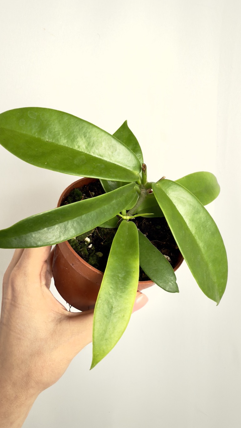 Hoya Black Dragon