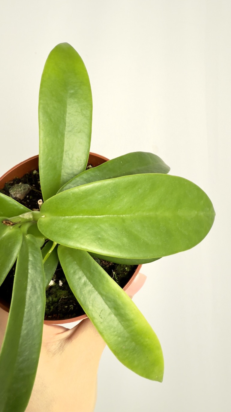Hoya Black Dragon