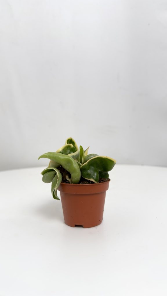 Hoya carnosa Compacta