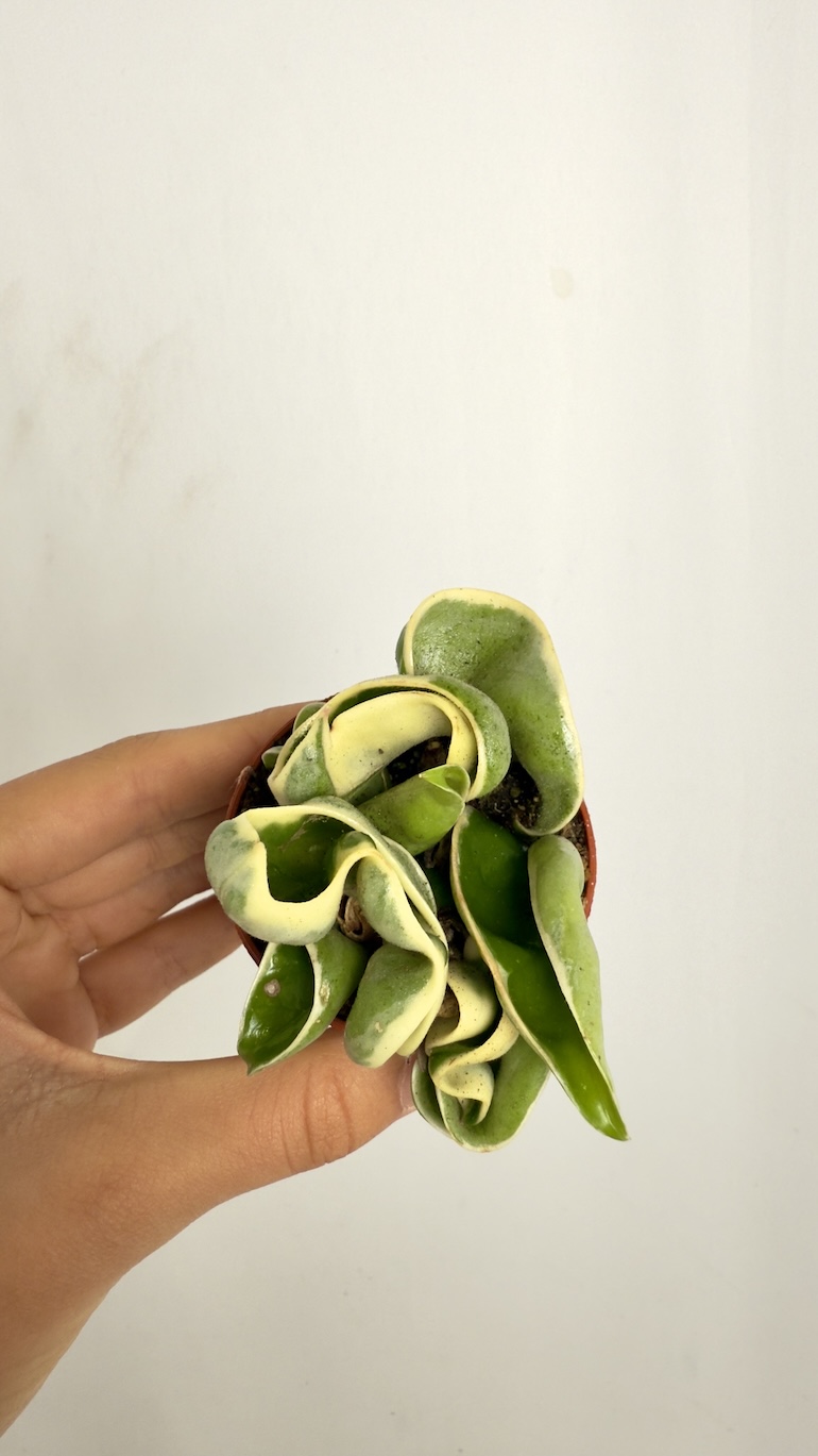 Hoya carnosa Compacta