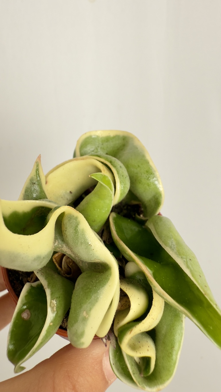 Hoya carnosa Compacta
