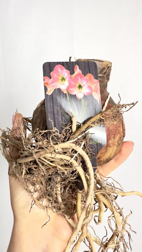 Amarylis Apple Blossom