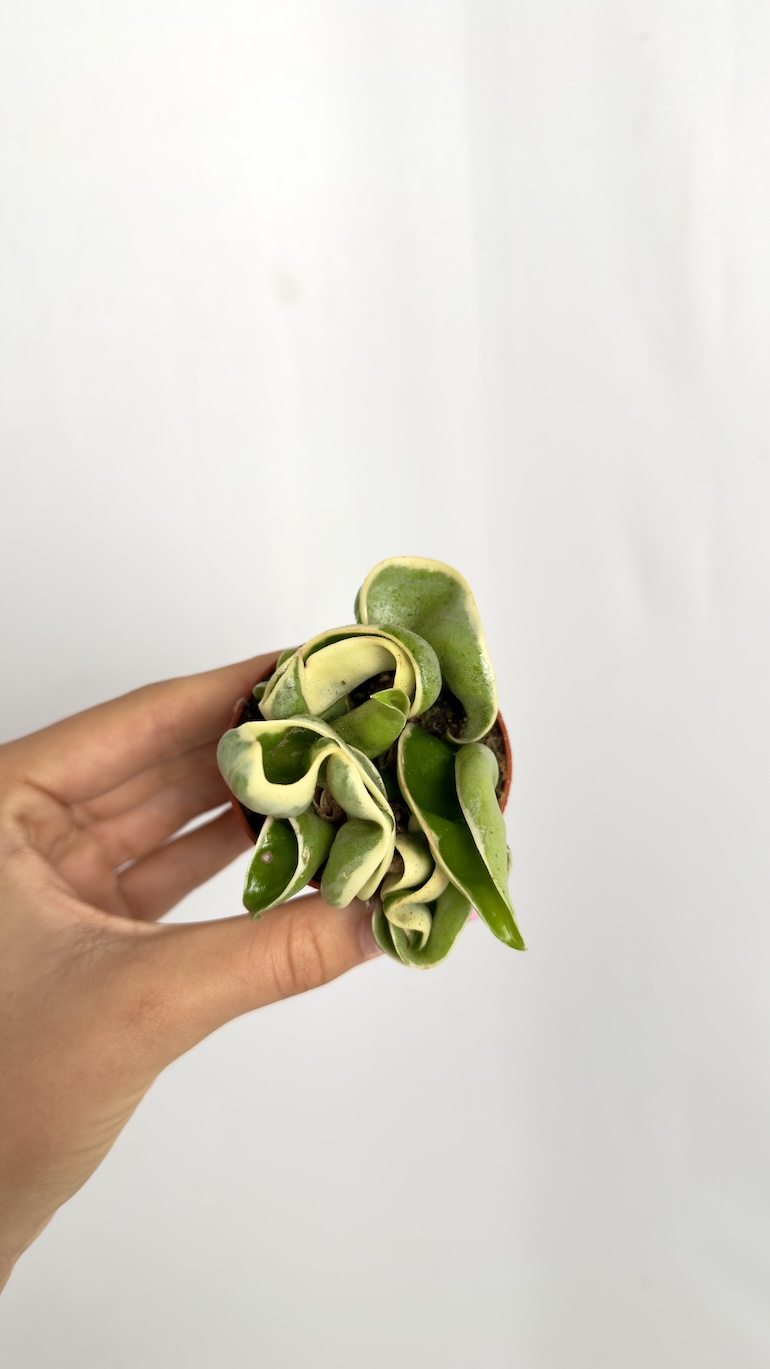Hoya carnosa Compacta