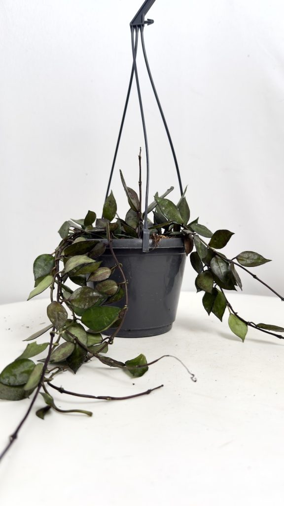 Hoya black leaves