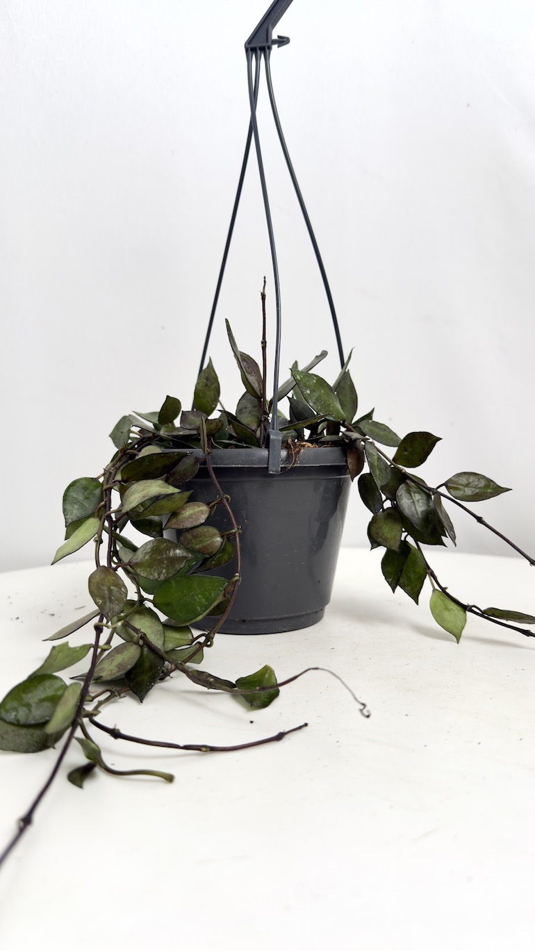 Hoya krohniana Black Leaves
