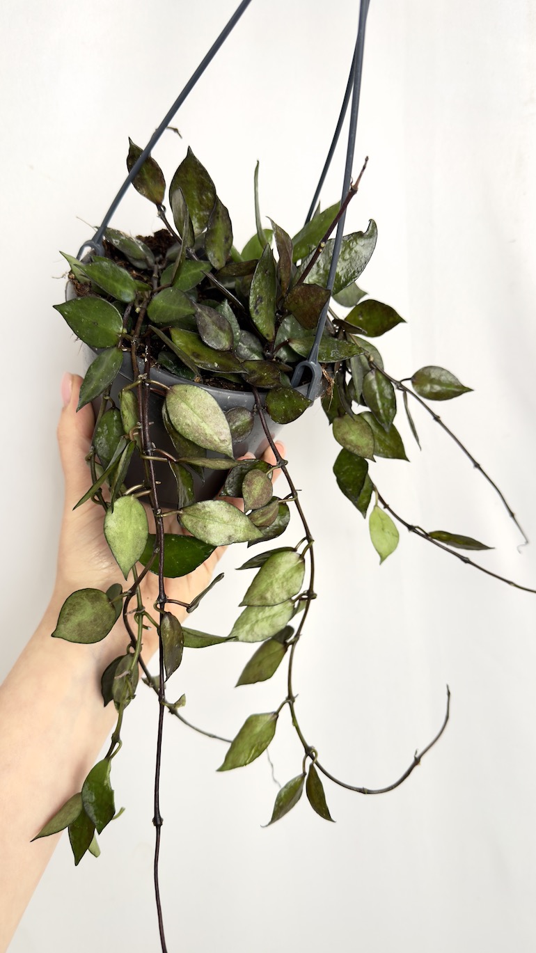 Hoya krohniana Black Leaves