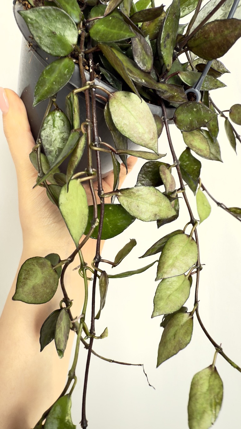 Hoya krohniana Black Leaves