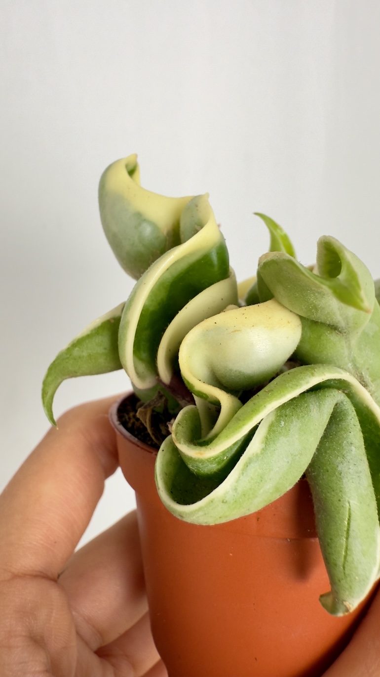 Hoya carnosa Compacta