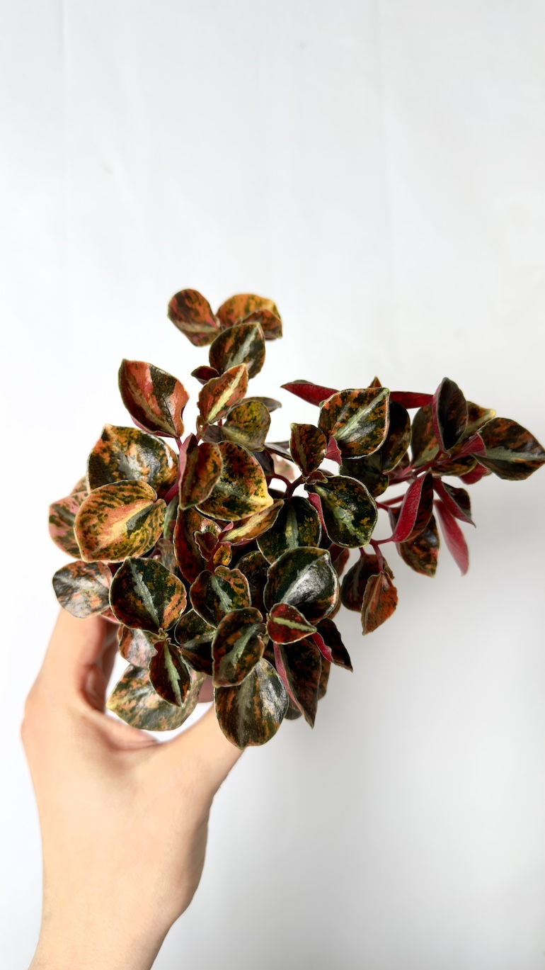 Peperomia Cream Brulee