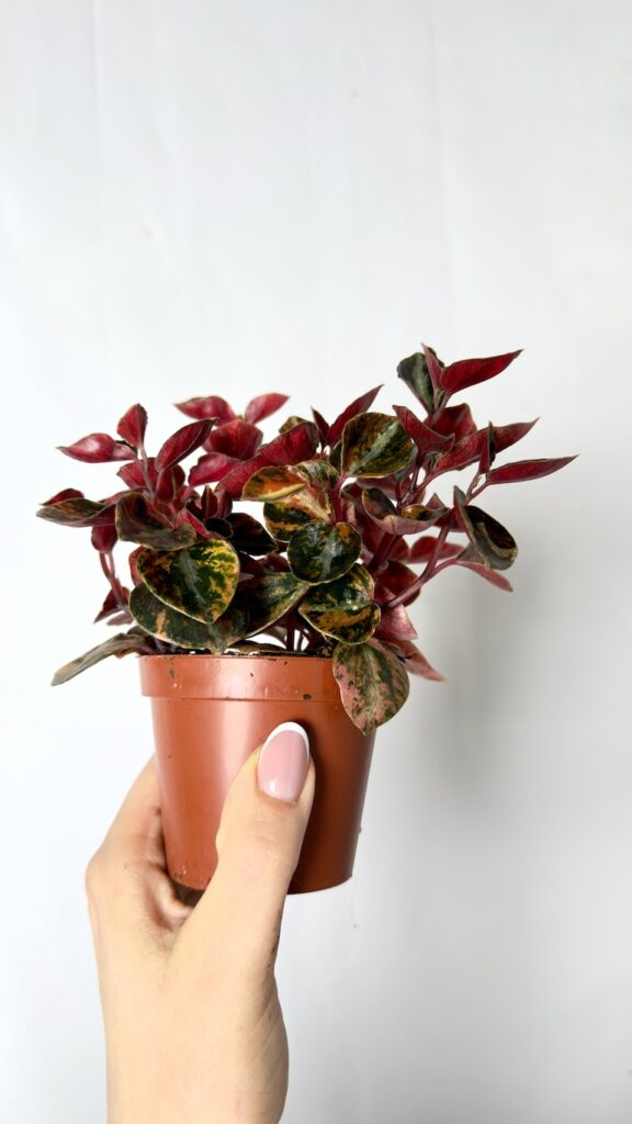 Peperomia Cream Brûlée – kompaktowa peperomia o kremowo-różowych dekoracyjnych liściach.