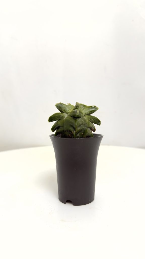 Astrophytum Myriostigma