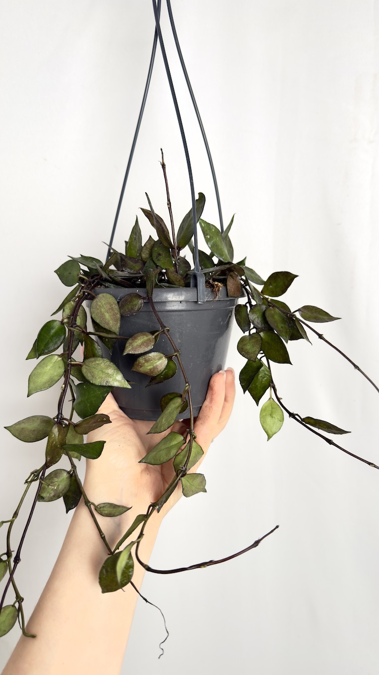 Hoya krohniana Black Leaves