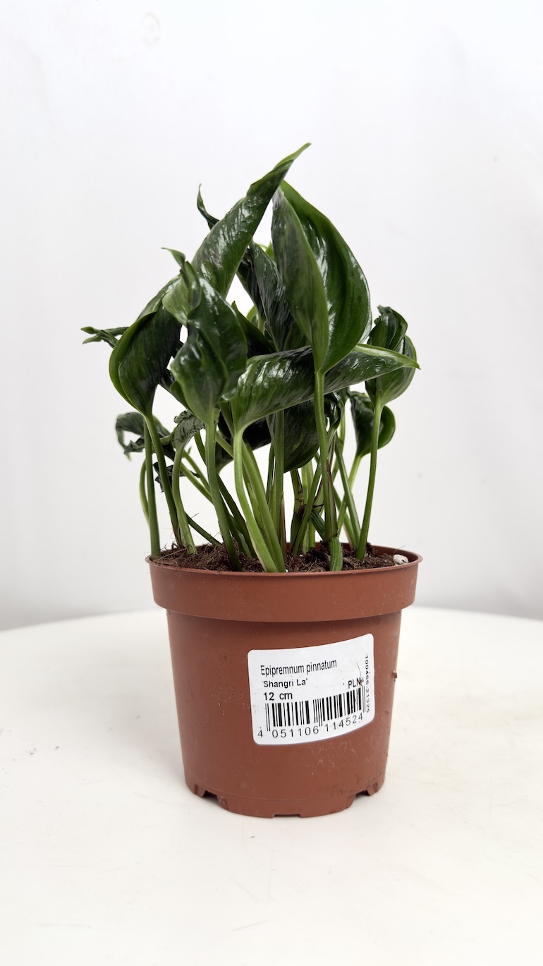 Epipremnum Shangri-la