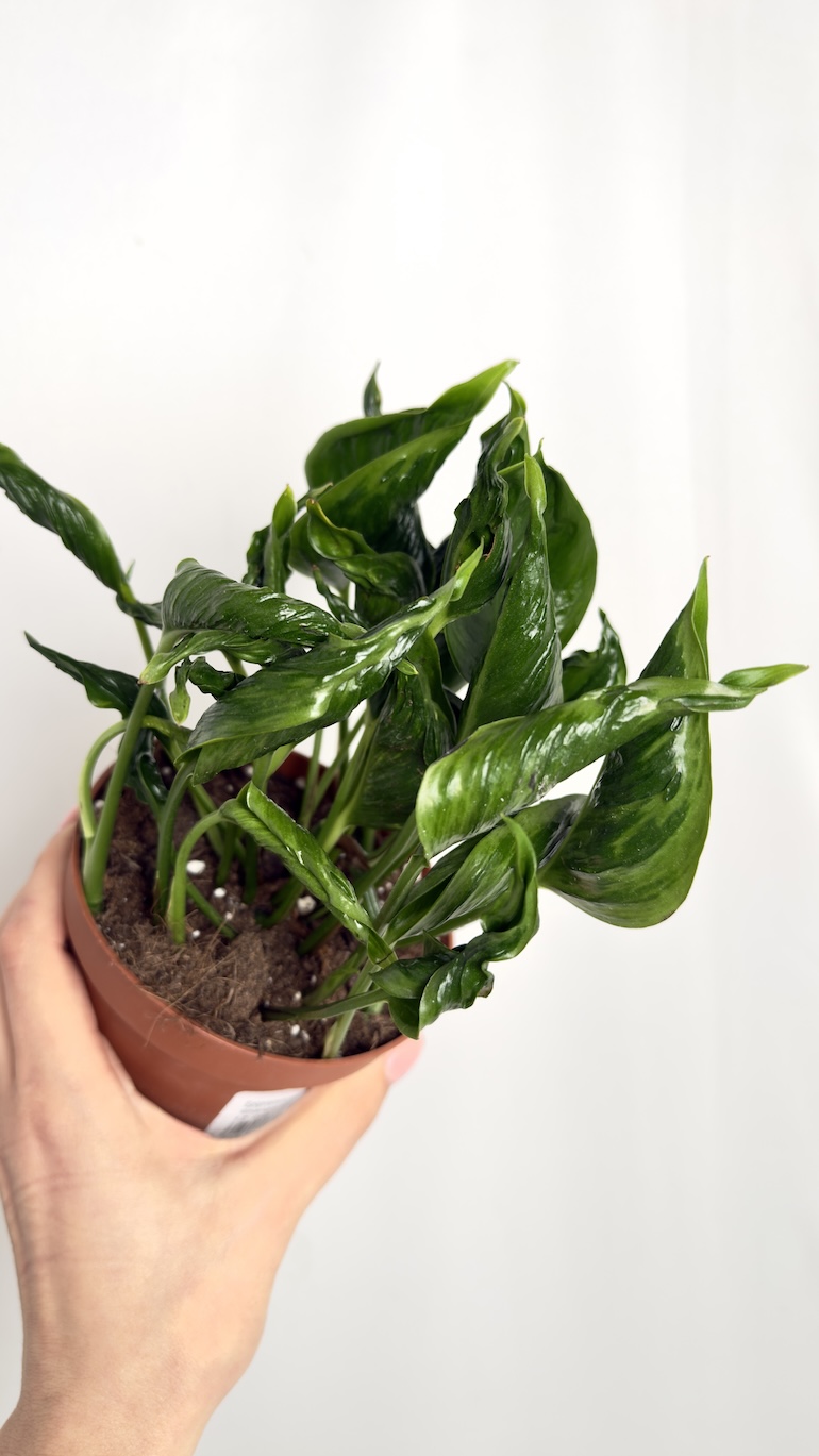Epipremnum Shangri-la