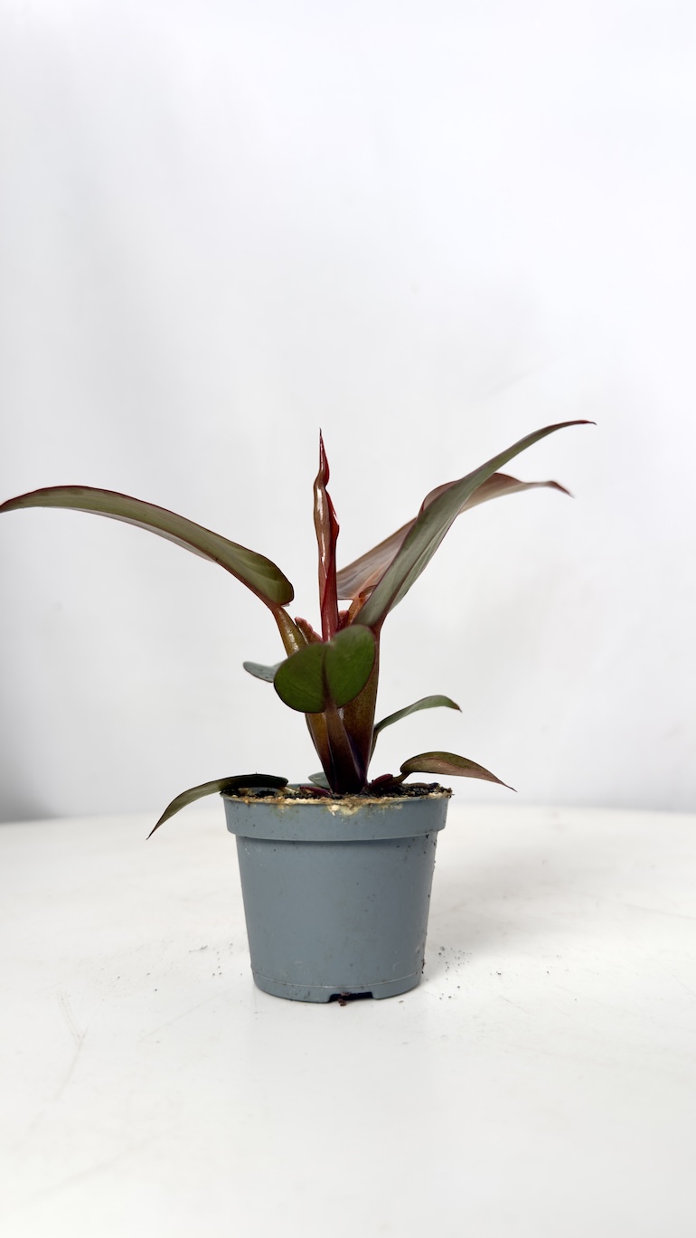 Philodendron Orange 6/10 cm