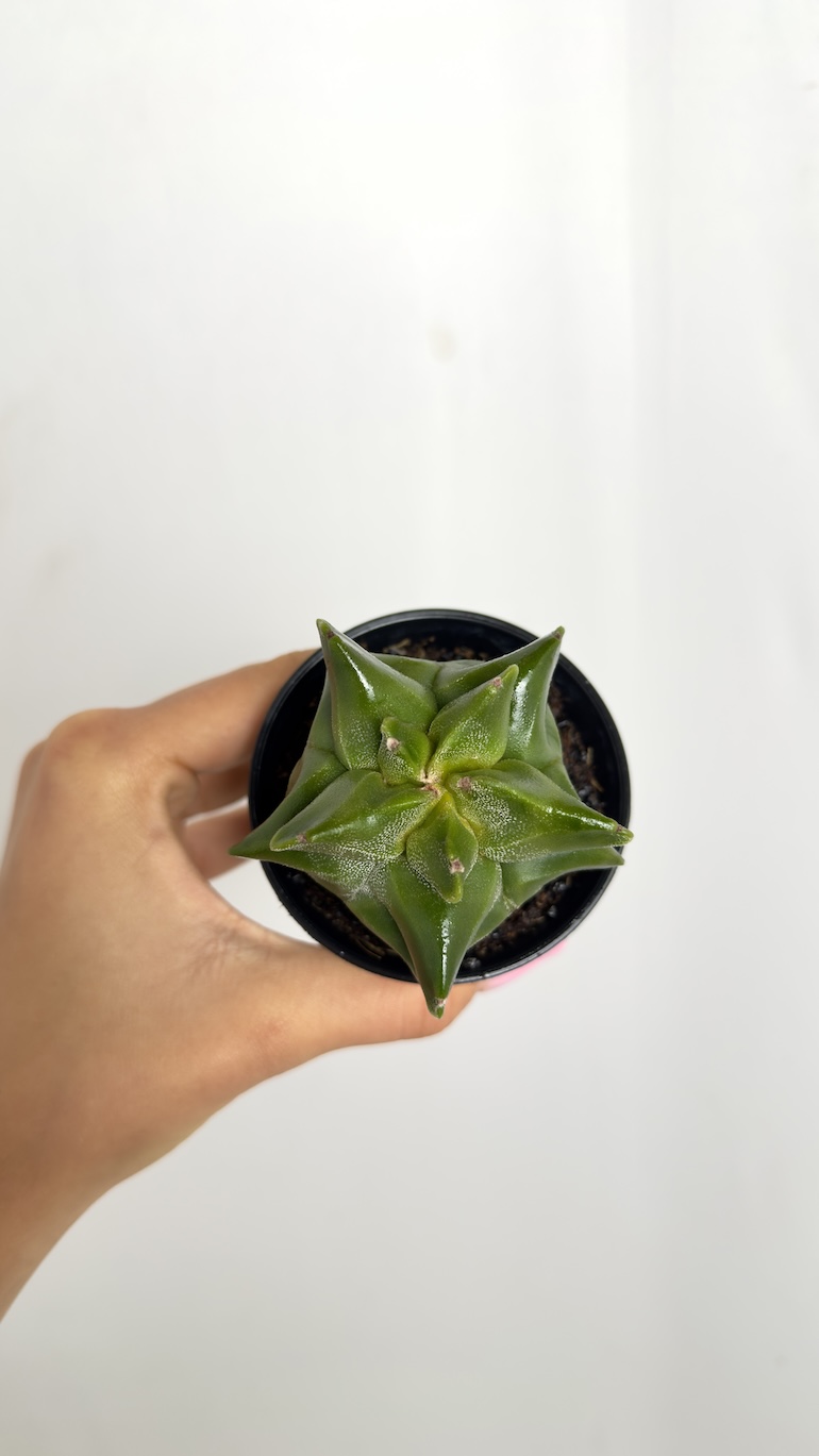 Astrophytum Myriostigma