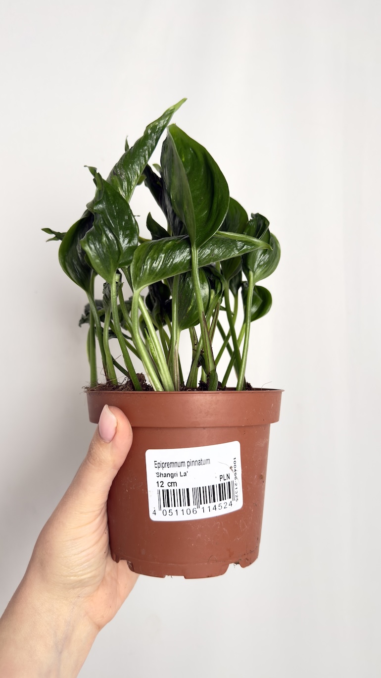 Epipremnum Shangri-la
