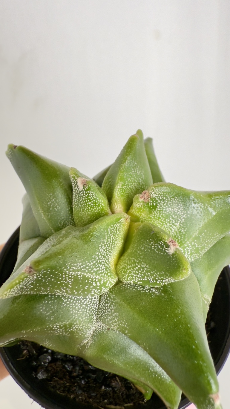 Astrophytum Myriostigma