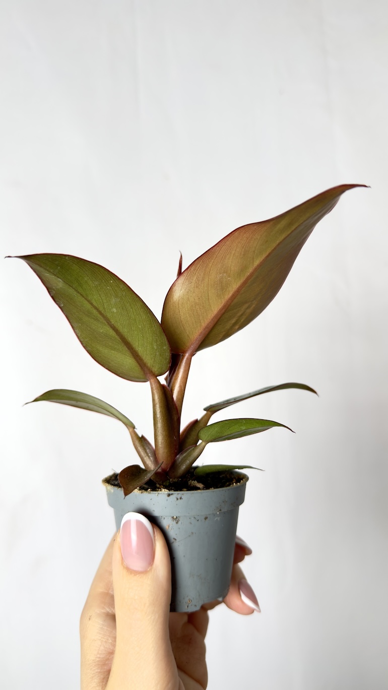 Philodendron Orange 6/10 cm