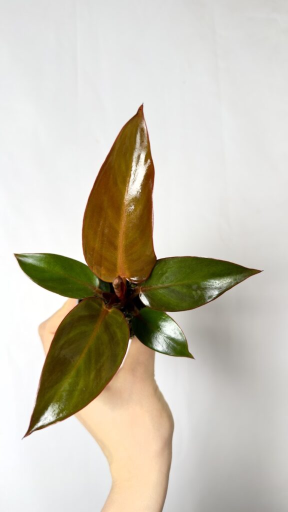 Philodendron Orange 6/15 cm
